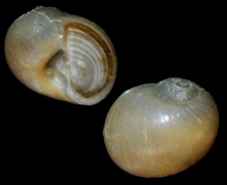 サザレタマガイ cf. Naticarius pumilus small