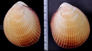 ナガザル Vasticardium enode small