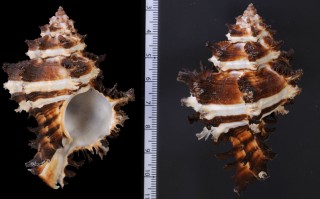 ノシメガンゼキボラの一型 Hexaplex cichoreum endivia small