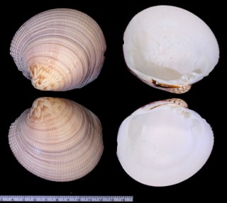セキトリヌノメガイ Periglypta magnifica small