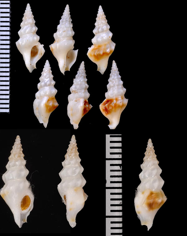 ツヤカドツノクダマキ (仮称) Clavus angulatus small