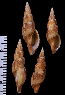 カスリマンジ Kuroshiodaphne subula small
