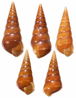 チャイロヘソアキゴウナ Niso brunnea small