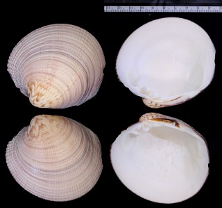 ヌノメガイ Periglypta puerpera small