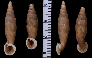ドリーワニグチギセル (仮称) Tropidauchenia dorri small