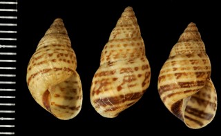ピクタスオカカクタニシ (仮称) Bostryx pictus small