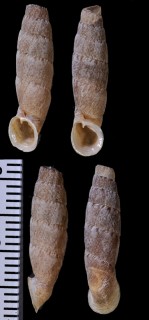 レイメバンバギセル (仮称) Cylindronenia cicatricosa leimebambensis small