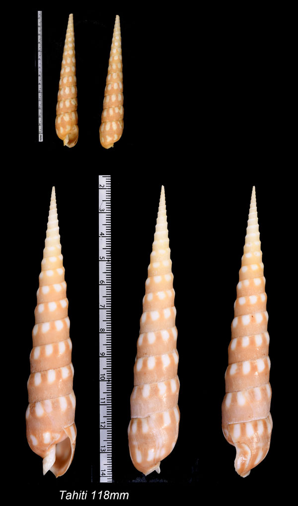 シロフタケ Terebra guttata small