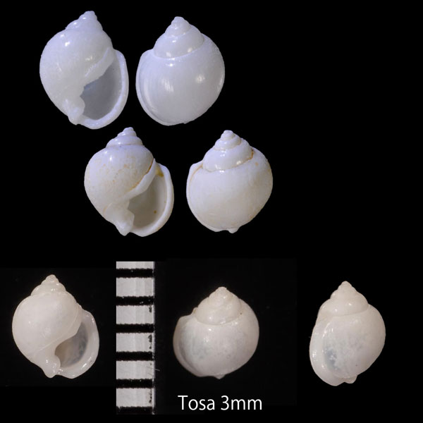 タケヤママメウラシマ 竹山豆浦島 Ringicula takeyamai small