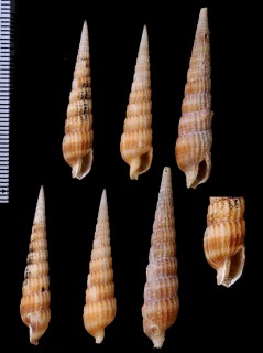 ヒスコックフトギリ (仮称) Myurella hiscocki small