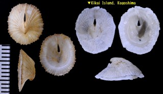 オクガタスカシガイ Puncturella dorcas small