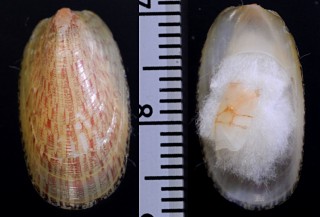ベッコウフネアマガイ Septaria lineata small