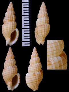 デドンデリトクサバイ (仮称) Antillophos dedonderi small