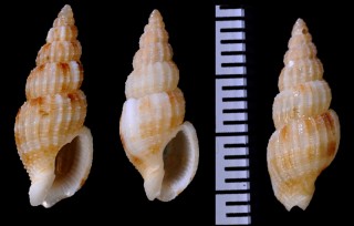 ハンプトクサバイ (仮称) Antillophos hastilis small