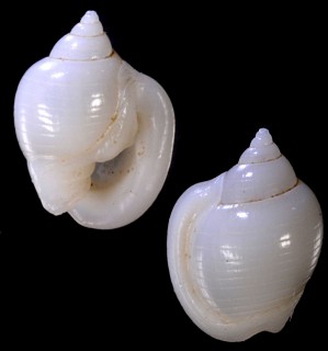 タートンマメウラシマ (仮称) Ringicula turtoni small