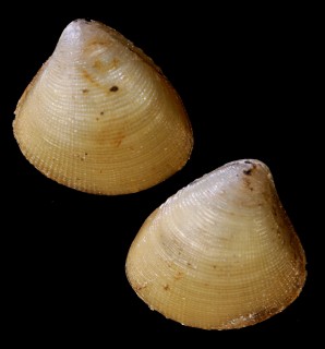 サンカクマメクルミ (仮称) Nucula trigonica small