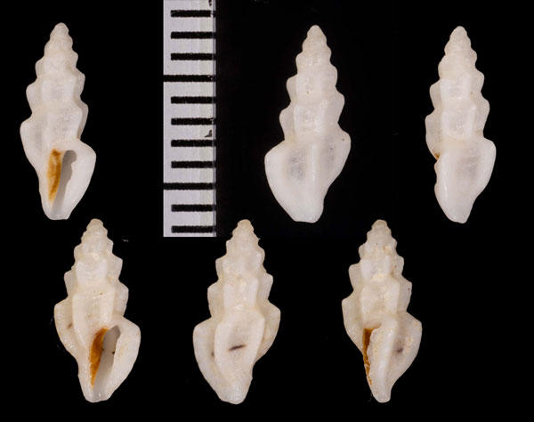 イトカケマンジ Hemicythara angicostata small