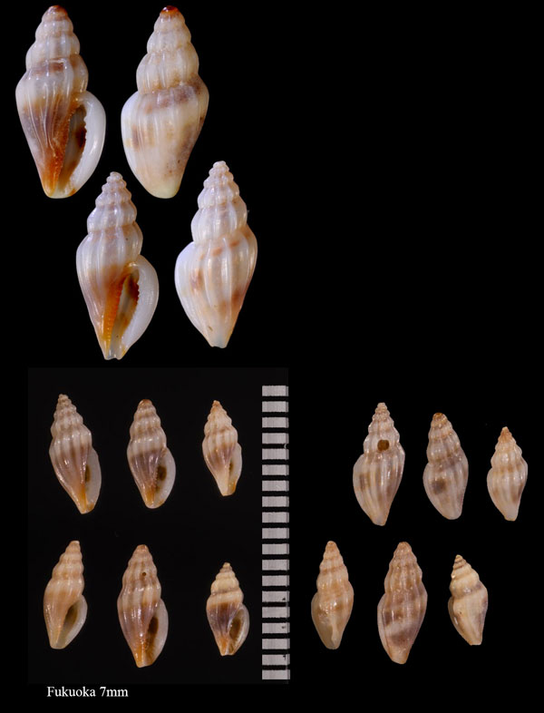 ヤカタコトツブ Citharomangelia peraffinis small