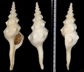 イボウネナガニシ Fusinus teretron small