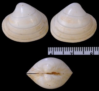 シロウスハマグリ Pitar noguchii small