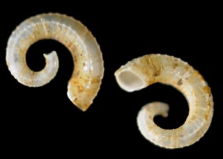 ウズマキグルマガイ Spirolaxis cornuammonis small