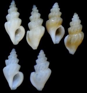 ハナシコトツブの仲間01 Cytharella robusticostata small