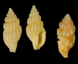 フトコウシツブ Philbertia subspurca small
