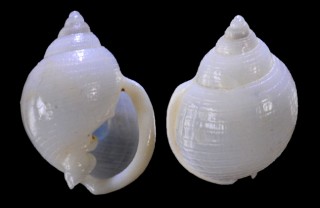 ニイノマメウラシマ 新野豆浦島 Ringicula niinoi small