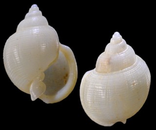 ニイノマメウラシマ近似 Ringicula niinoi aff. small