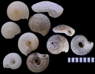 エンザグルマ Pseudotorinia concava small