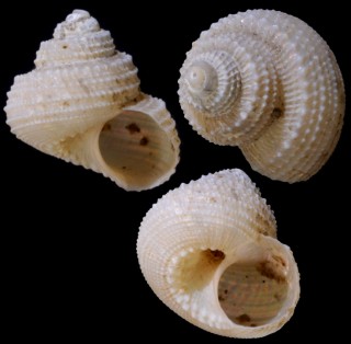 シロガネシタダミ Solariella nyssonus small