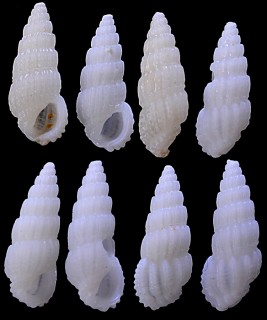 キリコチョウジガイ Rissoina obeliscus small