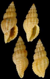 イトマキクチキレツブ Lienardia fuscolineolata small