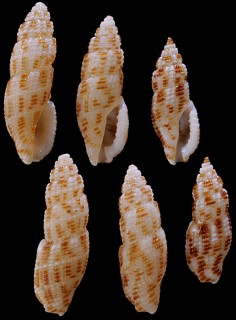 テンスジコウシツブ Kermia felina small