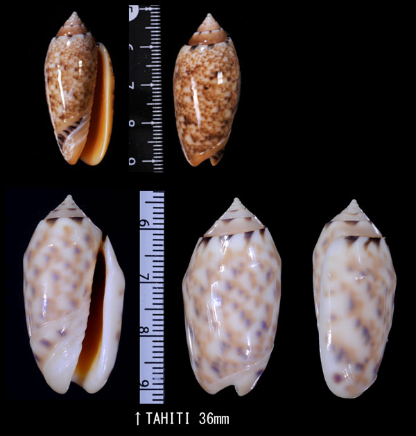 タカサゴビナ Oliva annulata mantichora small