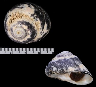 ヒラガンガラ 平岩殻 Omphalius rusticus colliculus small