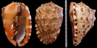 センボウガイ Cypraecassis tenuis small