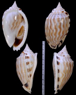 タテヒダカズラ Phalium fimbria small