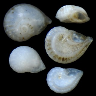 ミカガミシタダミの一種 未詳 Cyclostremiscus rostrata aff. small