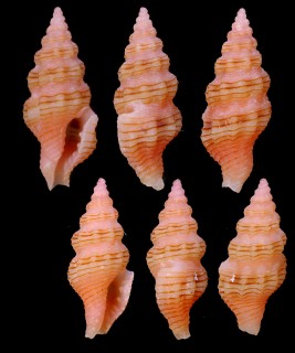 ヨコスジコウシツブ Lienardia totopotens small