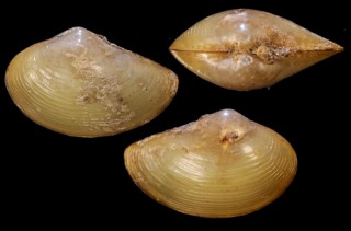 チバハトムギソデガイ Neilonella tibana small