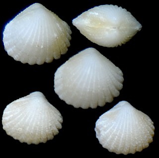 ケシザルガイ 芥子笊貝 Carditella hanzawai small