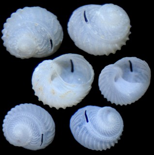 コギククチキレエビス 小菊口切戎 Scissurella coronata small