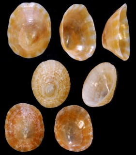 テリカラマツガイ 照落葉松 Williamia radiata small