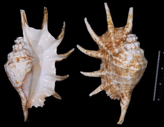 アフリカラクダガイ Lambis truncata truncata small
