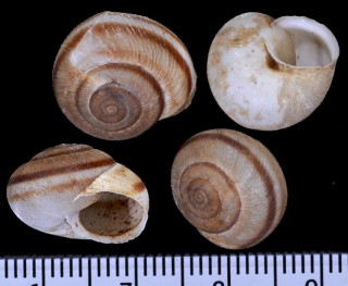 ドデカネスコマイマイ (仮称) Metafruticicola pellita small