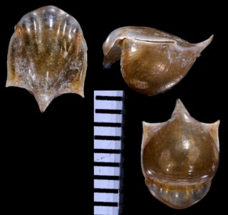 クリイロカメガイ Cavolinia uncinata small