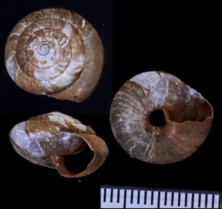 トクノシマオオベソマイマイ Aegista tokunoshimana small