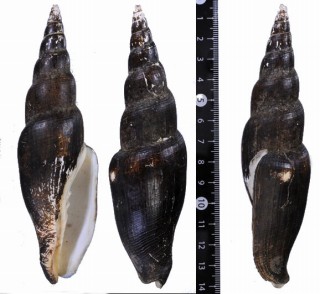 カキゾメフデ Mitra swainsoni small