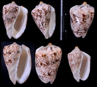 タマリスクコオロギボラ (仮称) Cymbiola nobilis tamariskae small
